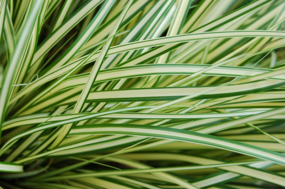 Carex morrowii variegata