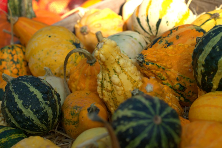 Желтая небольшая тыква