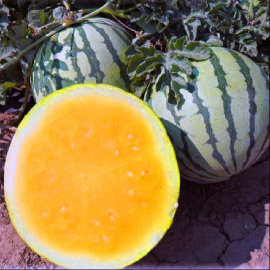 Арбуз f1 оранжевый Медок