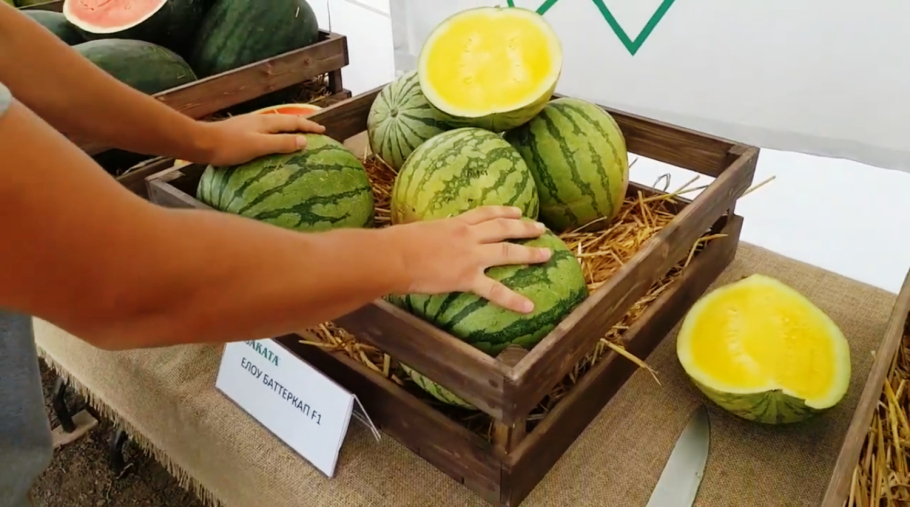 Желтый Арбуз с красной мякотью