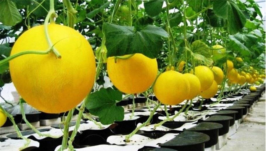 Маленькие желтые арбузы