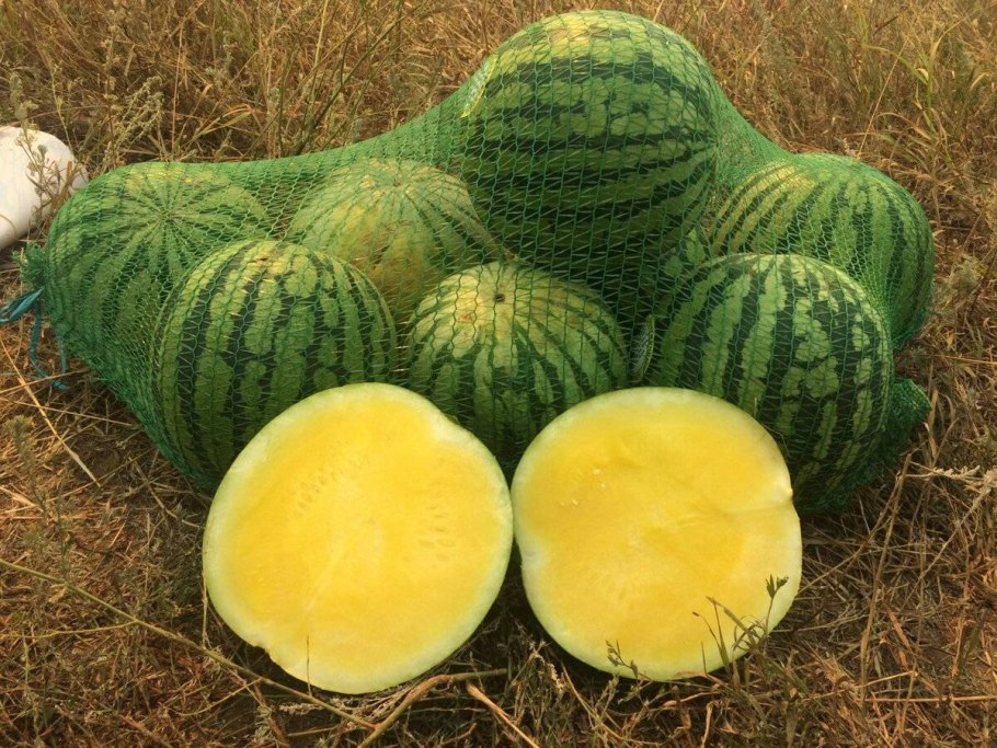 Дыня в огороде