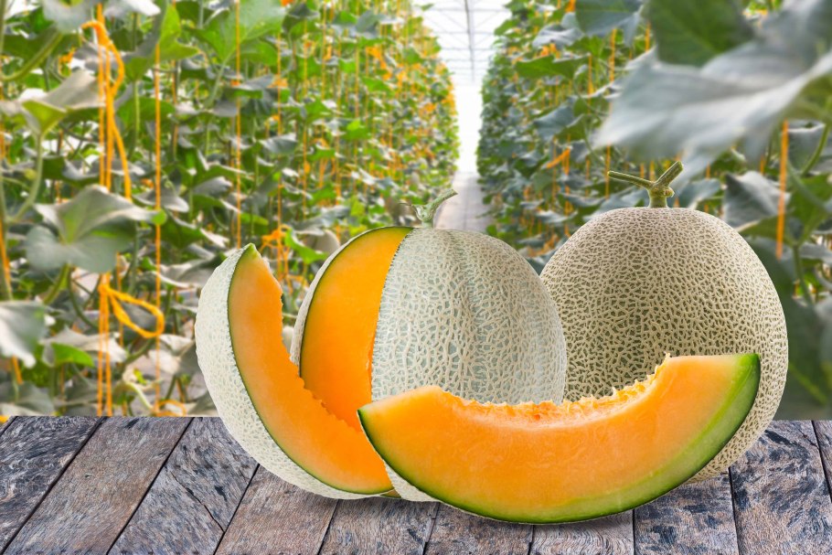 Арбуз желтый Тайланд