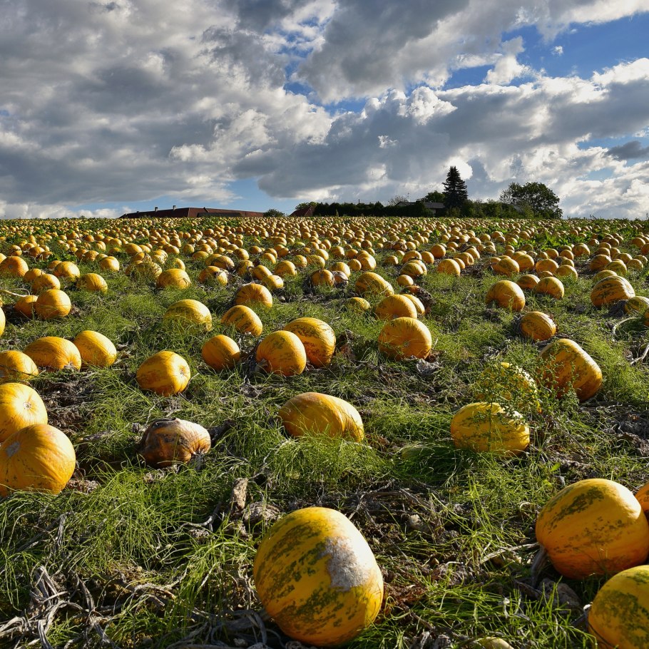 Горный Арбуз