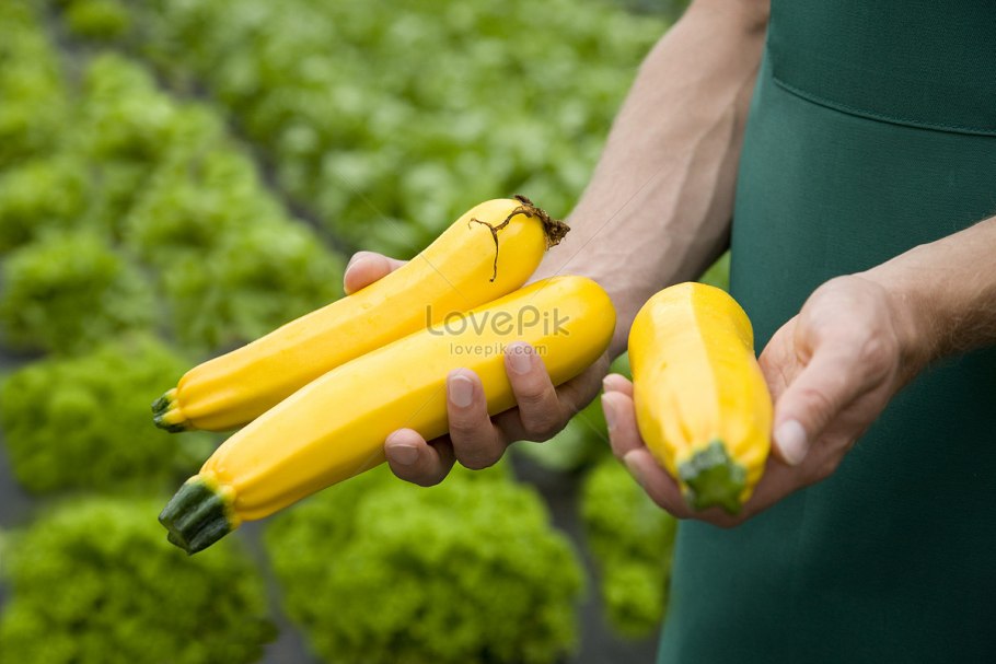 Феромонные и цветные клеевые ловушки