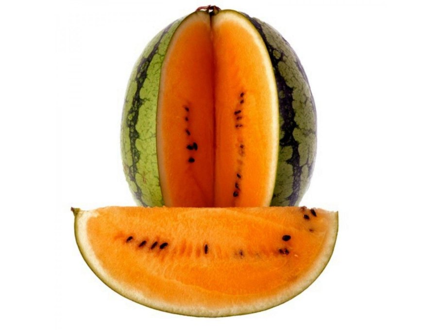 Дикорастущий Арбуз