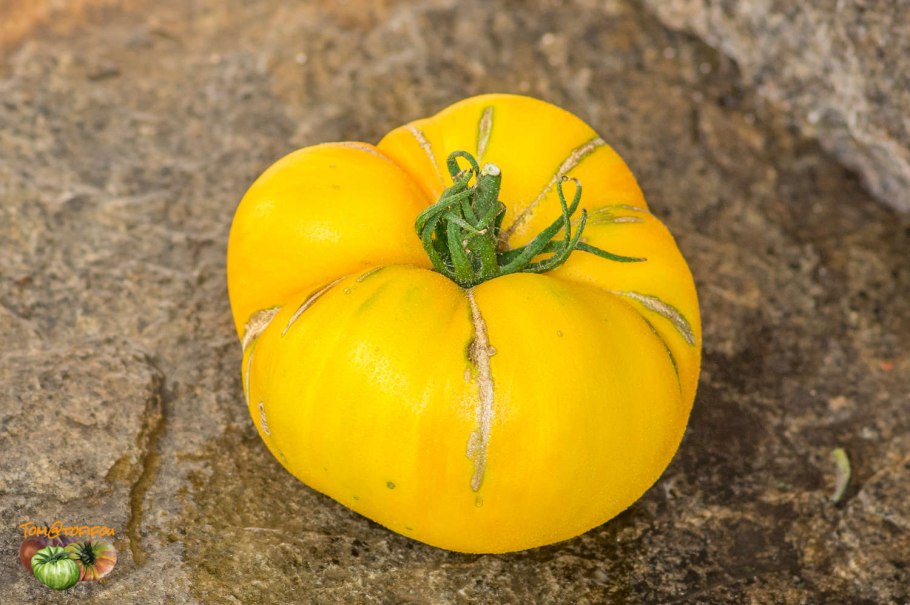 Арбуз желтый бессемянный