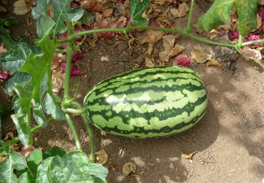 Watermelon Orange Harvest