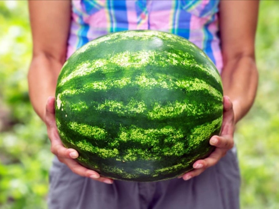 Арбуз листья и цветы