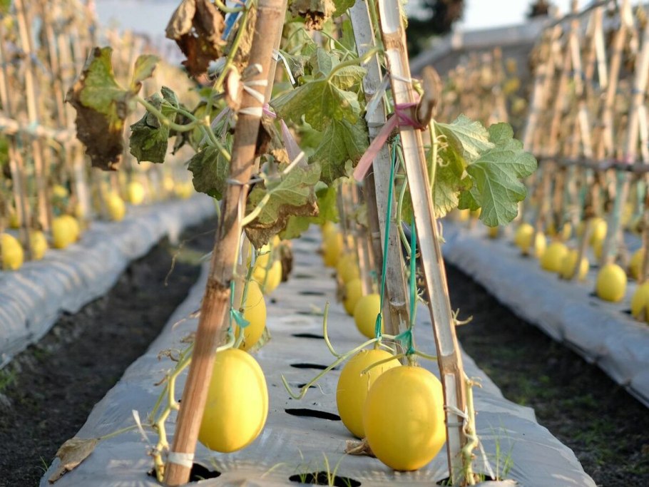 Томат Уайкс Йеллоу