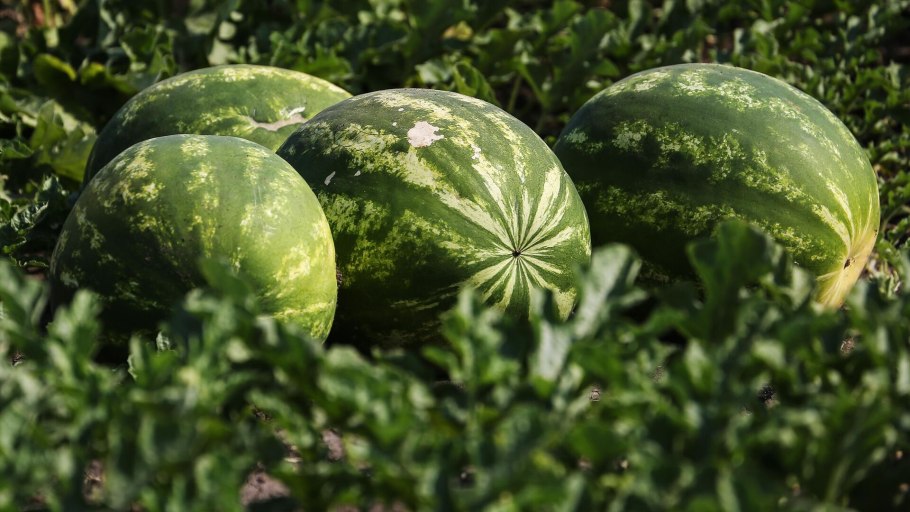 Агросоюз Романовский желтый Арбуз