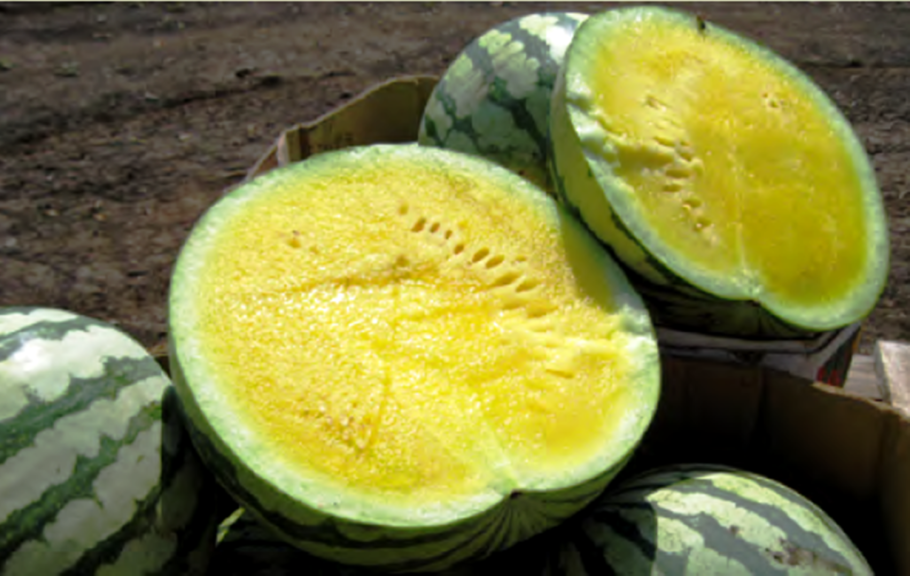 Жёлтый арбуз голден грейс