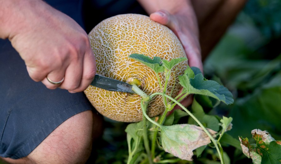 Арбуз f1 Еллоу Баттеркап