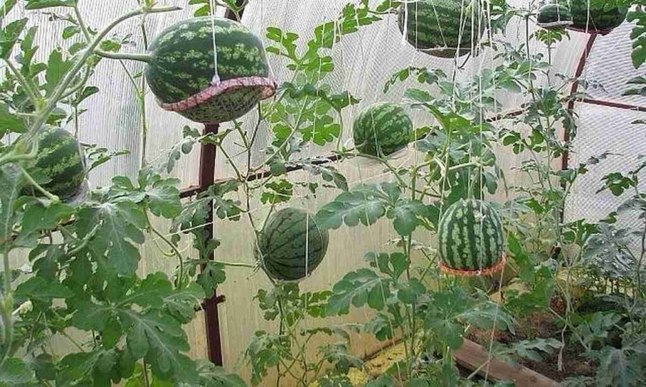 Арбуз Лимончино f1 Аэлита