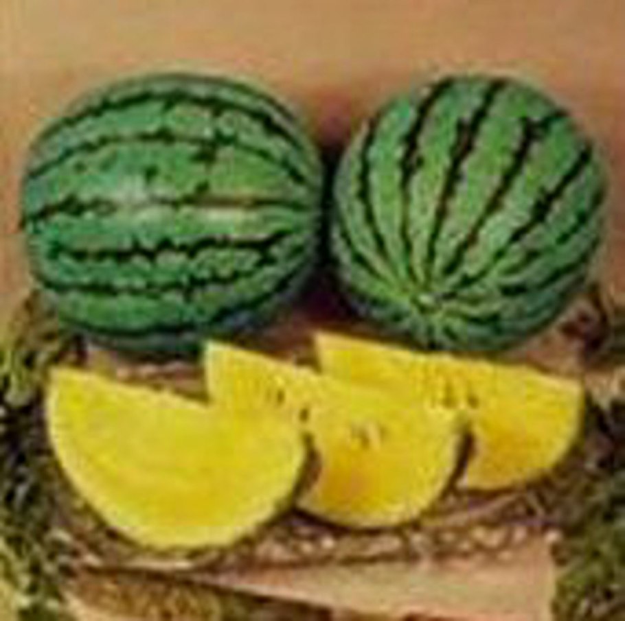 Арбуз принц Альберт f1