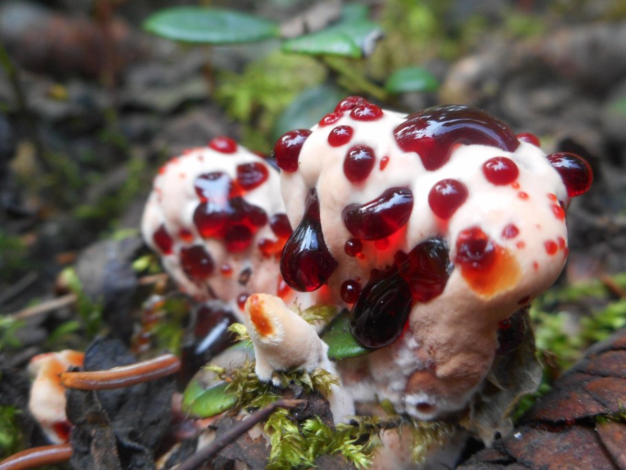 Ежовик кровоточащий / Hydnellum peckii