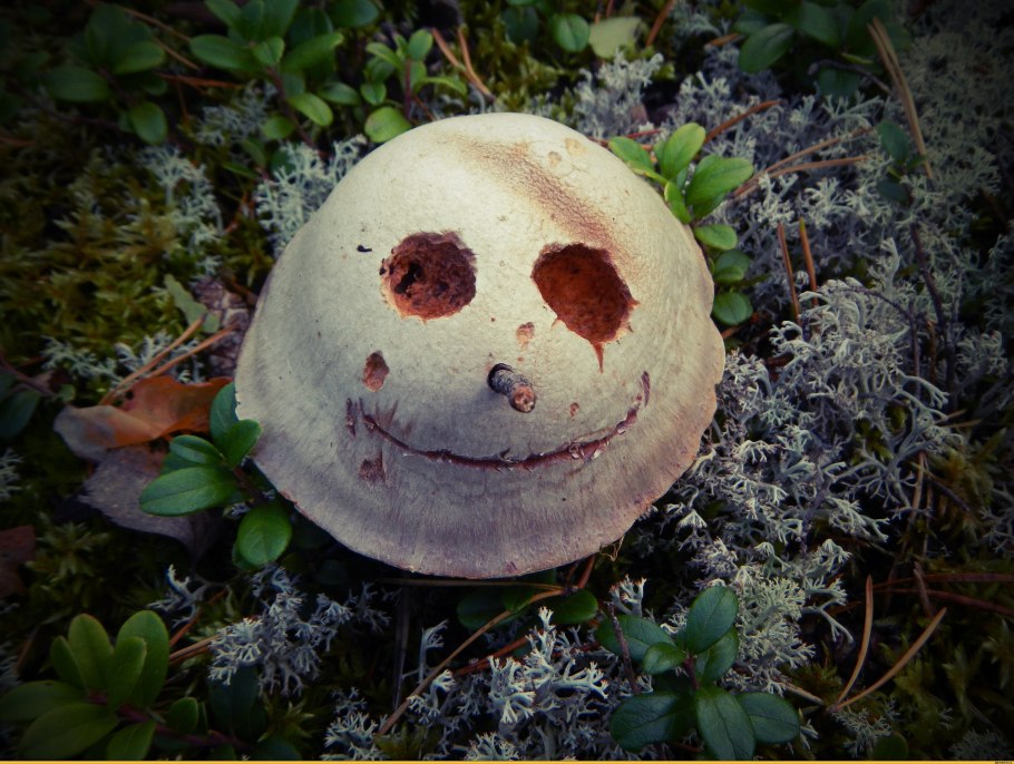 Грибы с глазами