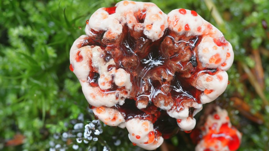 Кровоточащий гриб (Hydnellum peckii)