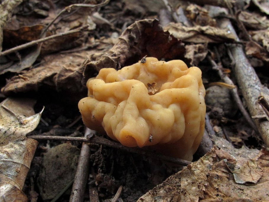 Необычные грибы в Подмосковье