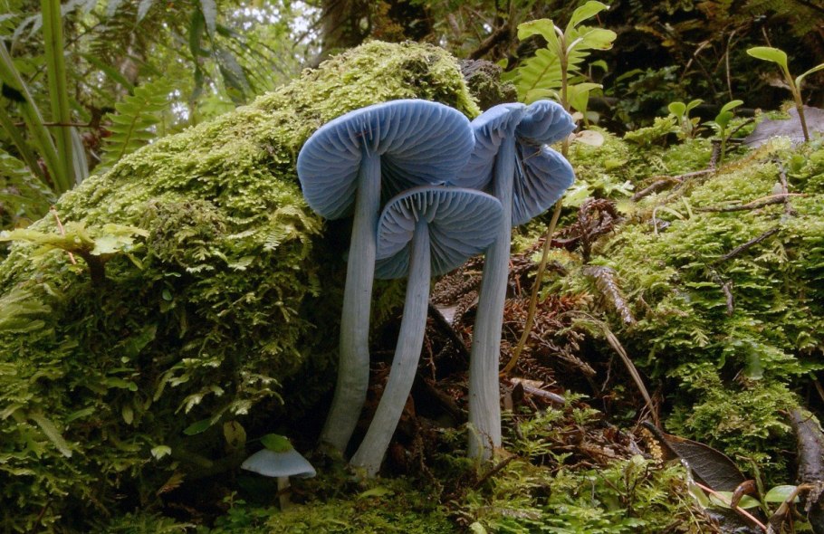 Entoloma hochstetteri