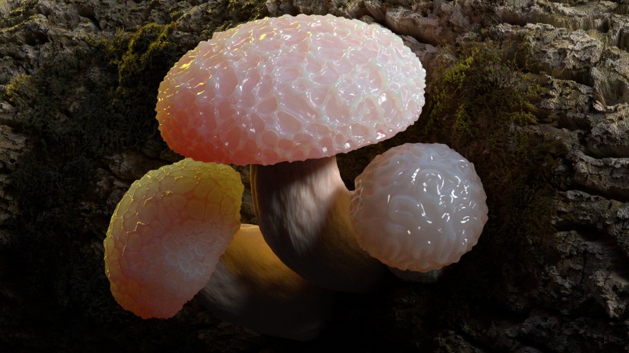 Rhodotus palmatus
