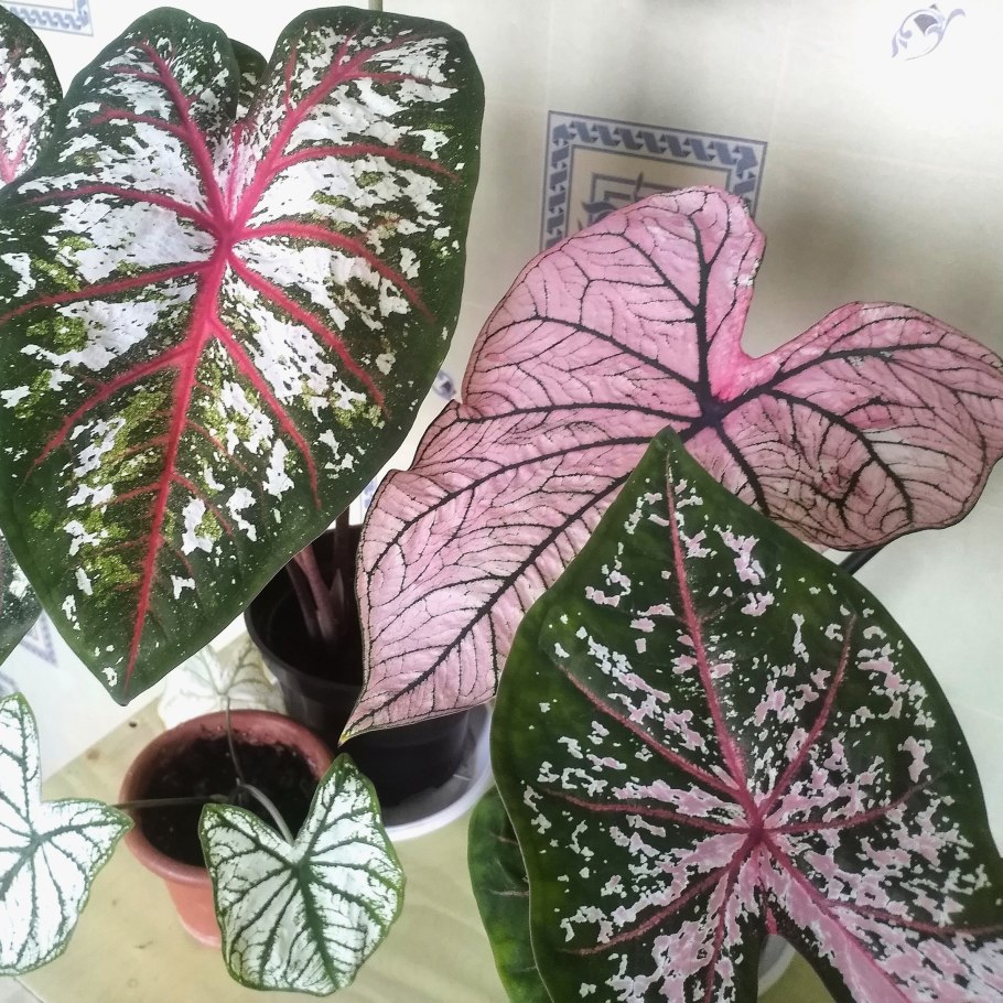 Каладиум искусственный