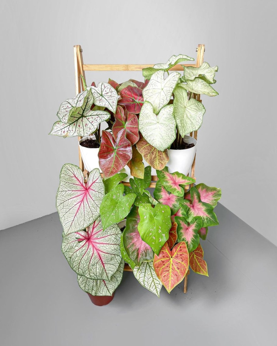 Каладиум тайская красота