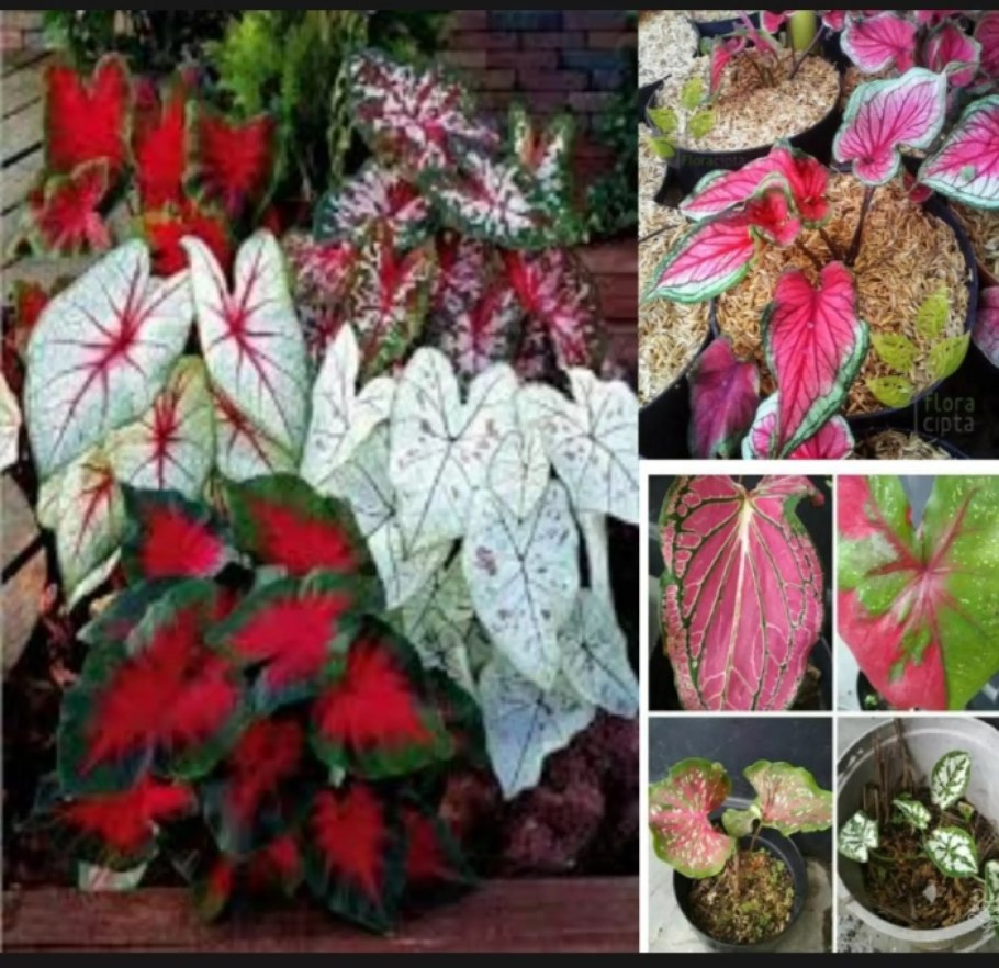 Каладиум ред Стар