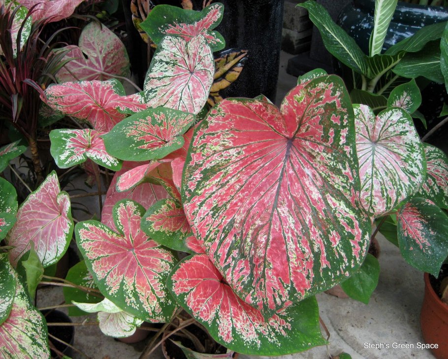 Каладиум Cherry Tart