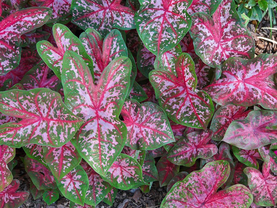 Каладиум Флорида Кардинал