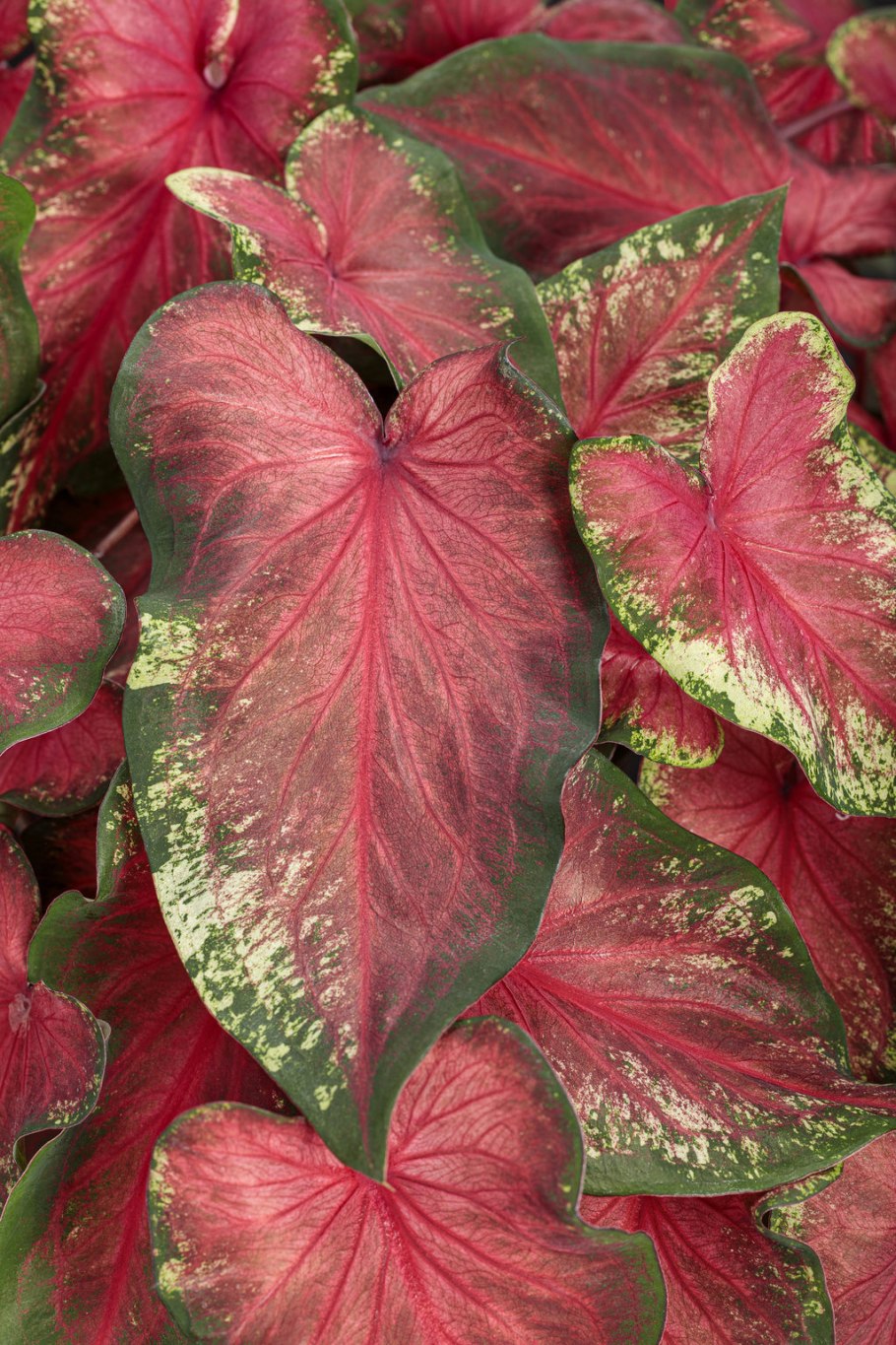 Каладиум Белла