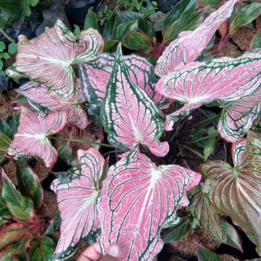 Каладиум thai beauty