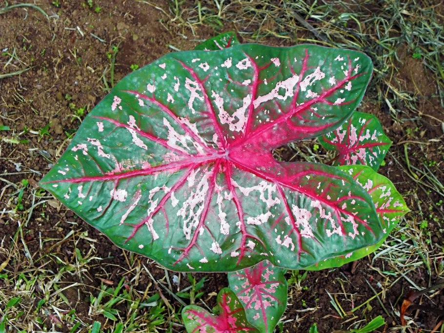 Каладиум autumn Beauty