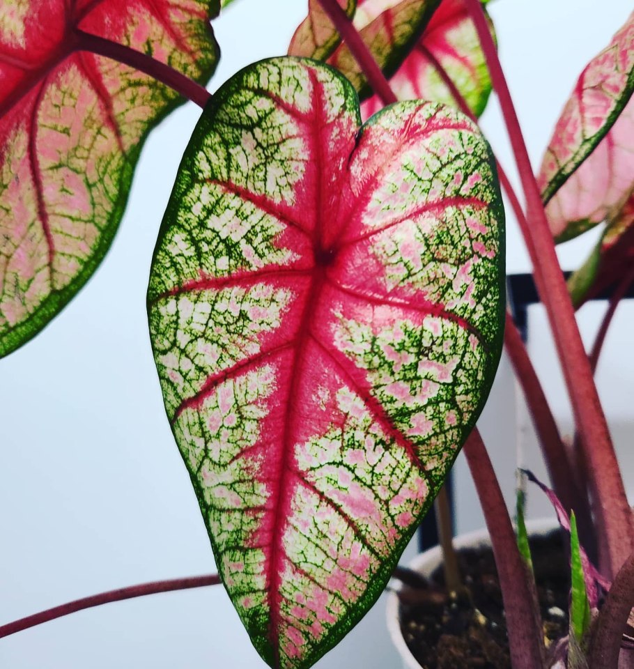 Каладиум 666