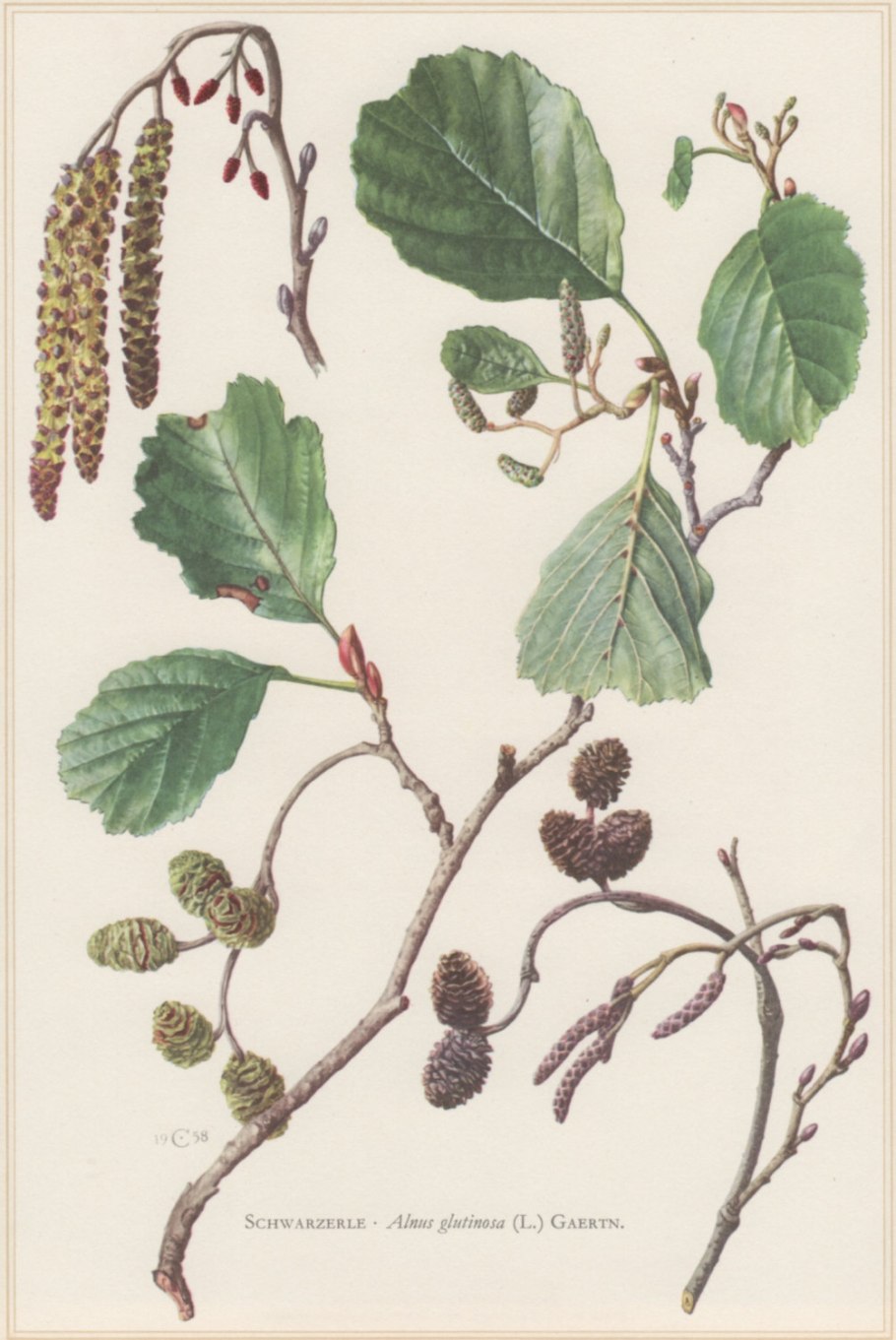 Ольха клейкая – Alnus glutinosa