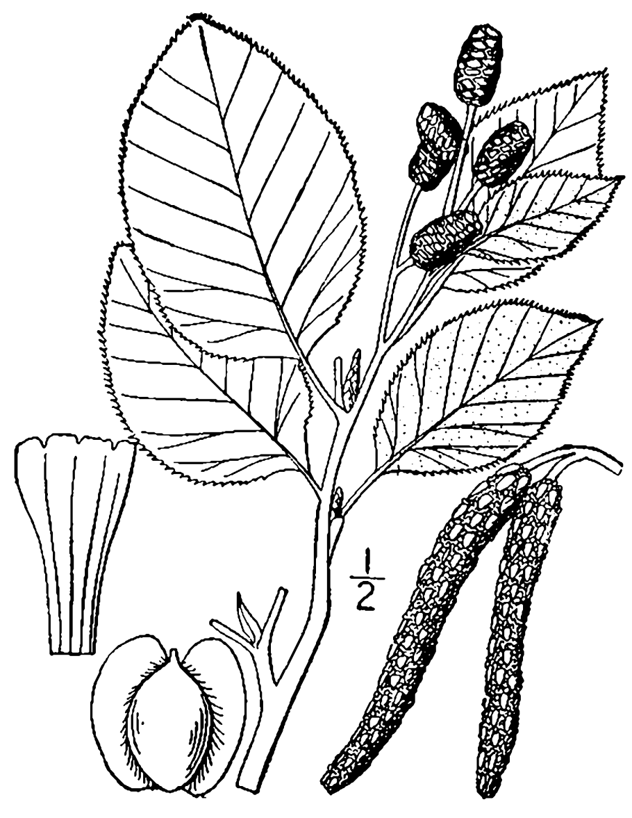 Alnus glutinosa гербарий