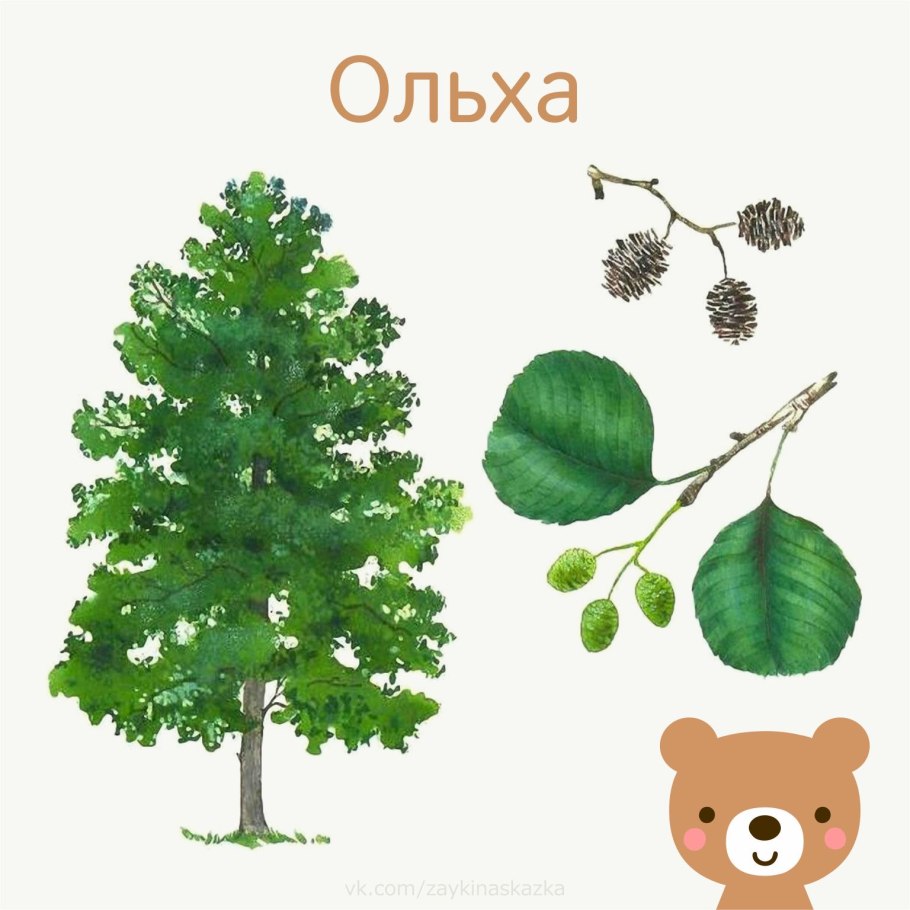 Ольха силуэт