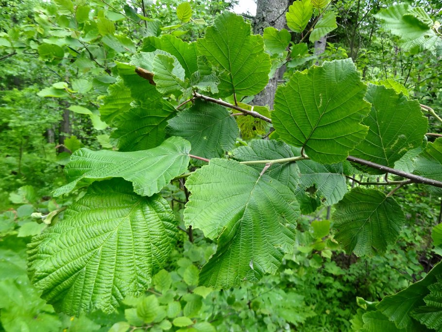 Ольха клейкая — Alnus glutinosa (l.) Gaertn.