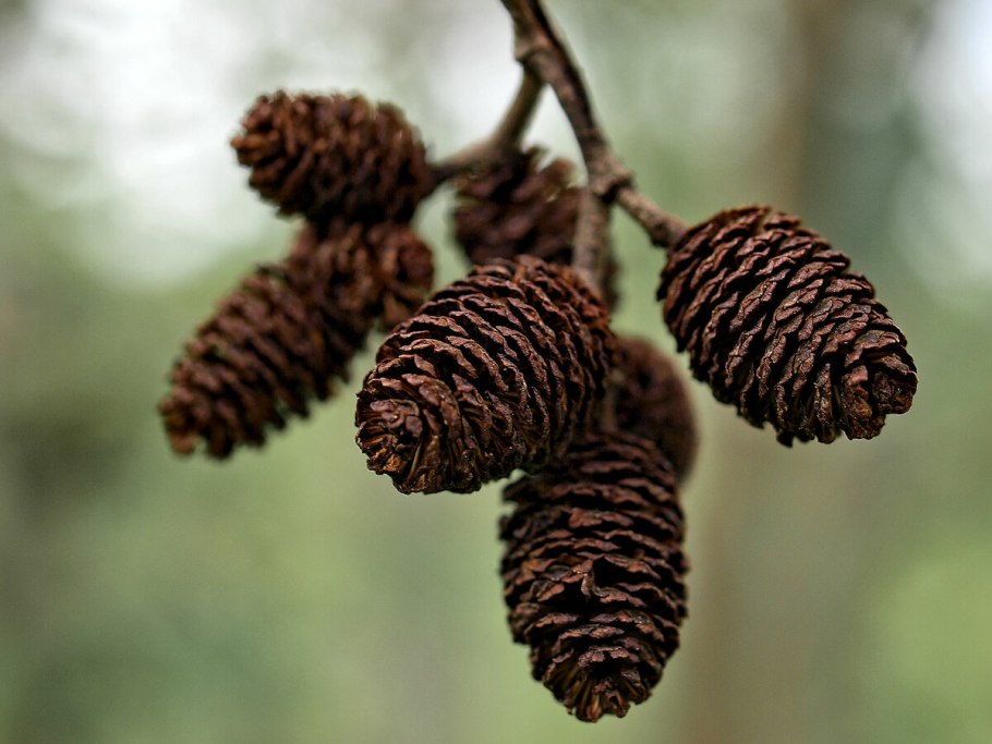 Ольха Alnus glutinosa