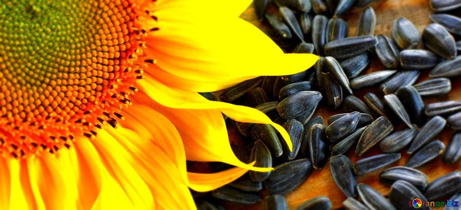 Красивые Подсолнухи