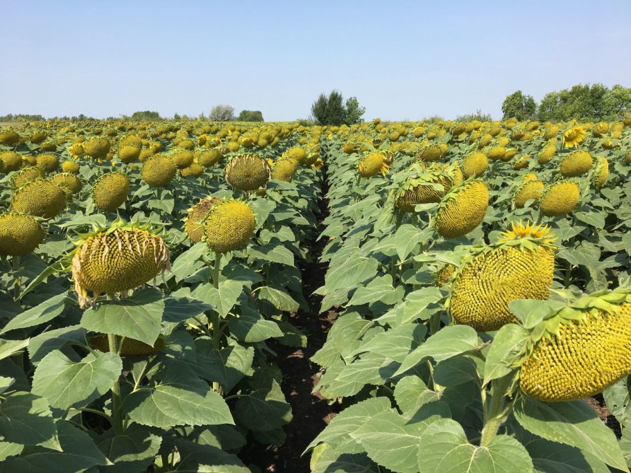 Возделывания гибридов подсолнечника