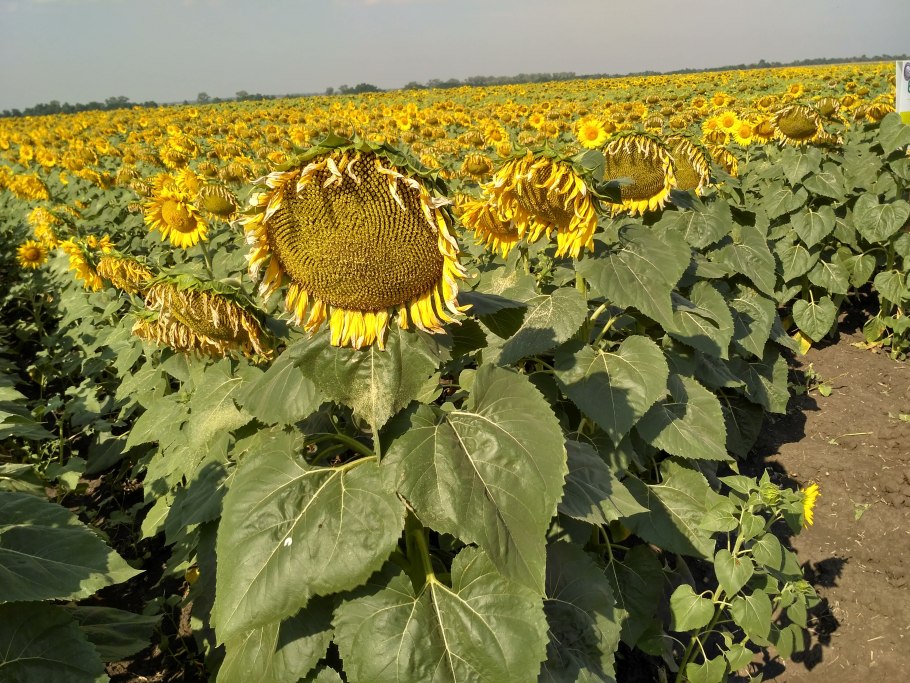 Подсолнух Донской крупноплодный