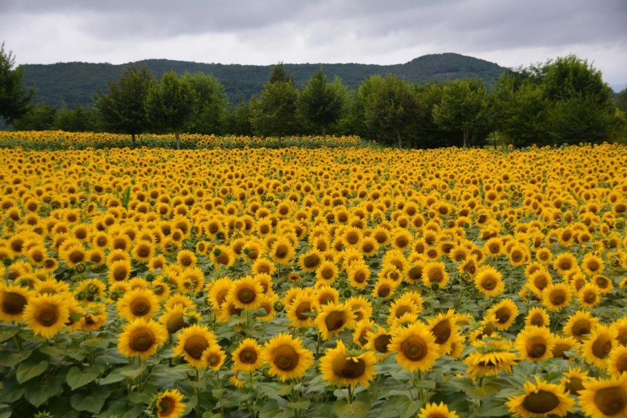 Подсолнух в Европе