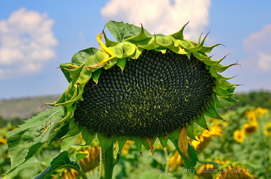 Ирен КЛП гибрид подсолнечника