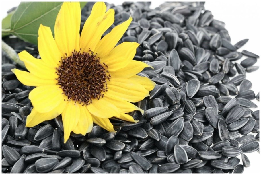 Подсолнечник однолетний пыльца