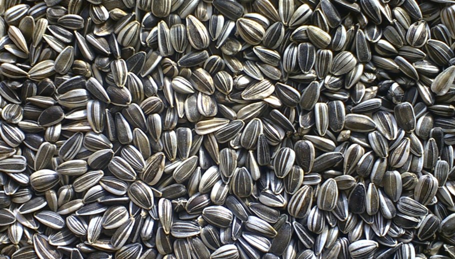 Филлодия подсолнечника