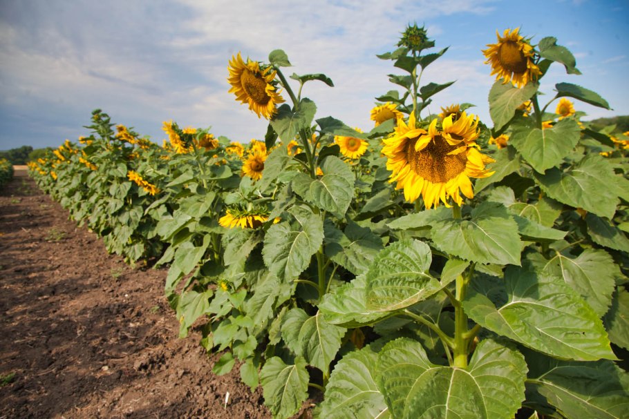 Гибриды подсолнечника Сингента