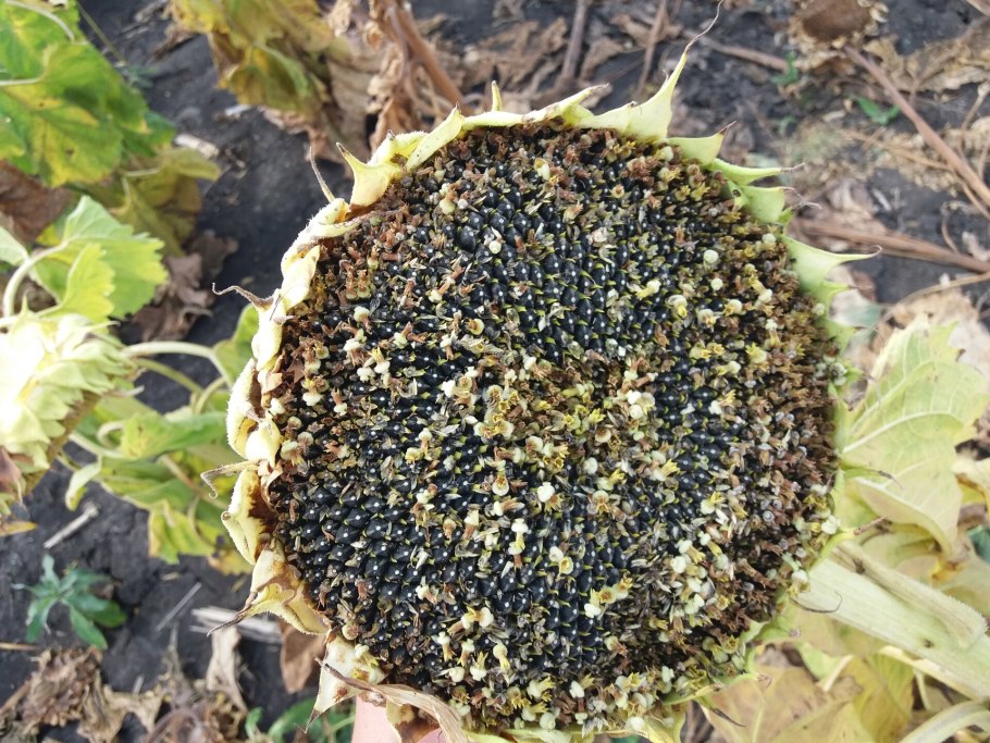 Увядшие Подсолнухи