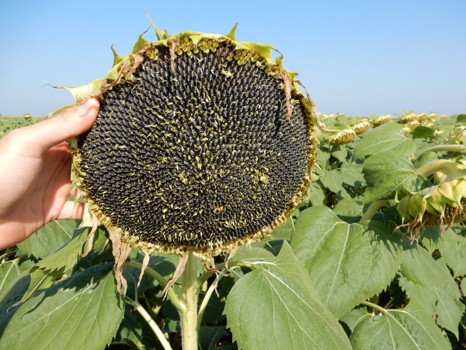 Семена подсолнечника мас 83 Су