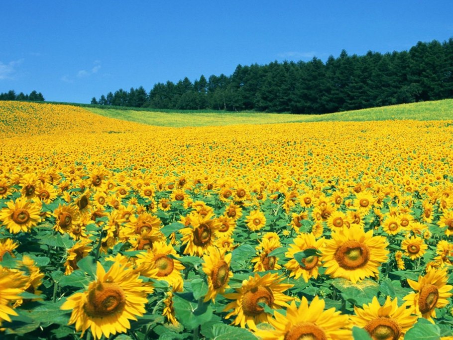 Подсолнечник однолетний Гулливер